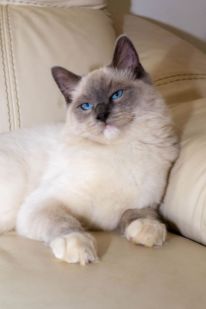 Kiba no sofá. Descrição da imagem: Gato ragdoll macho de cor branca e olhos azuis sentado em um sofá de couro bege.