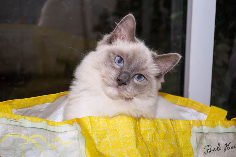 Kiba dentro da sacola. Descrição da imagem: Gato ragdoll macho de cor branca e olhos azuis, sentado dentro de uma sacola amarela e com a cabeça pendendo para a direita.