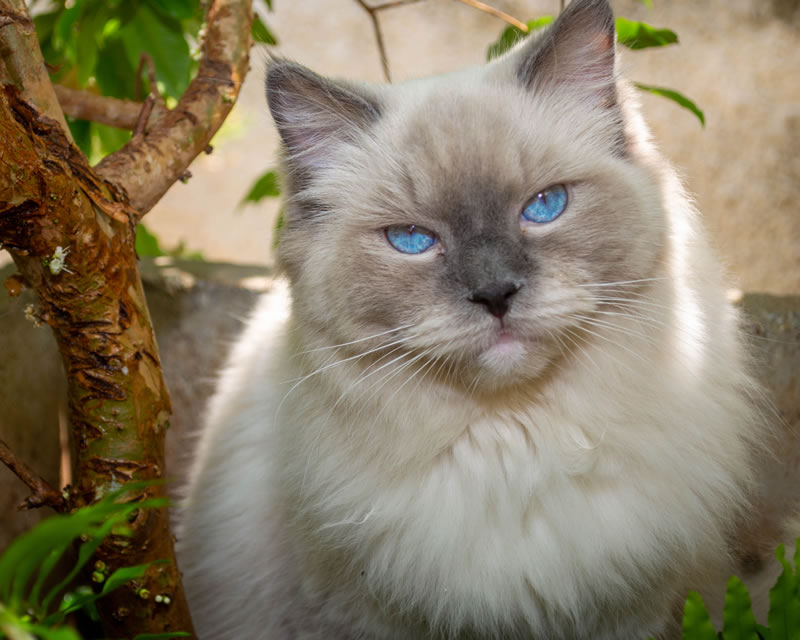 Luna sob o pé de jabuticaba. Descrição da imagem: Gato ragdoll fêmea de cor branca e olhos azuis debaixo de uma árvore de jabuticaba.