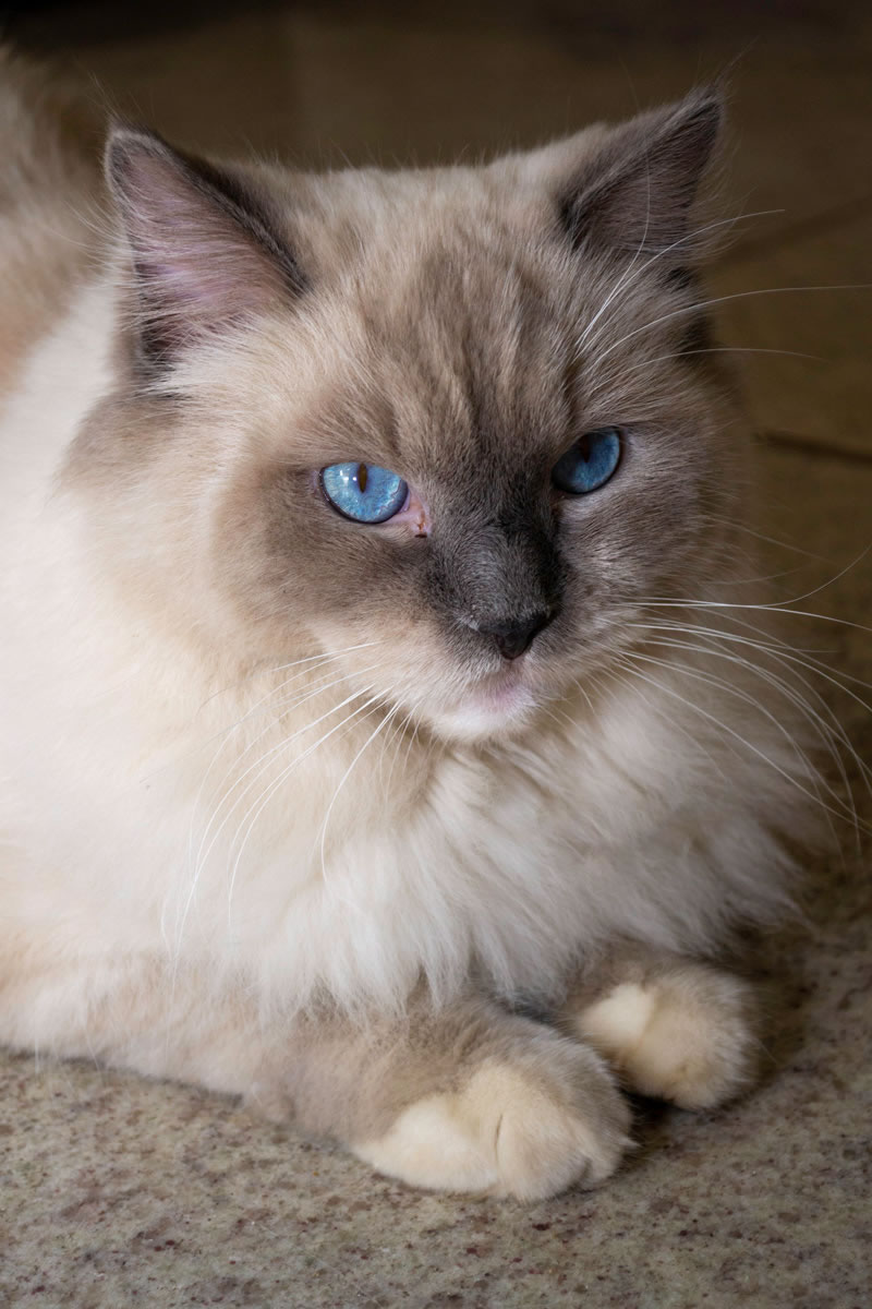 Luna deitada. Descrição da imagem: Gato ragdoll fêmea de cor branca e olhos azuis deitada em um chão de granito cinza.