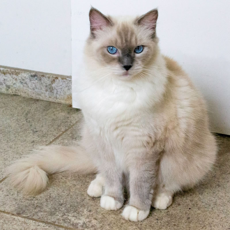 Luna. Gato fêmea de cor branca e cinza e olhos azuis.